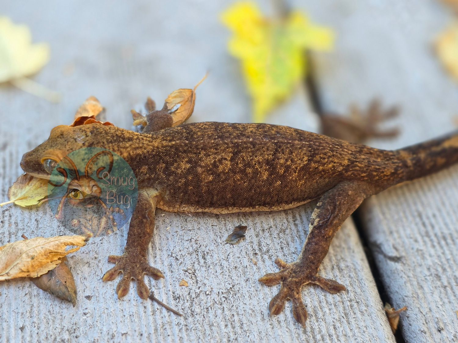 "Northern Mockingbird" Adult Female Patternless Sarasinorum Gecko