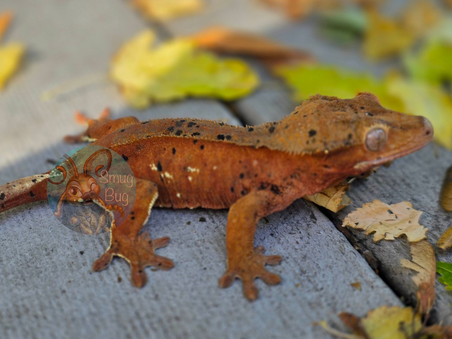 "Certified Taboo" Proven Female Red Based Phantom Dalmatian Crested Gecko