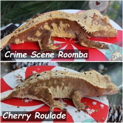 "Certified Taboo" Proven Female Red Based Phantom Dalmatian Crested Gecko