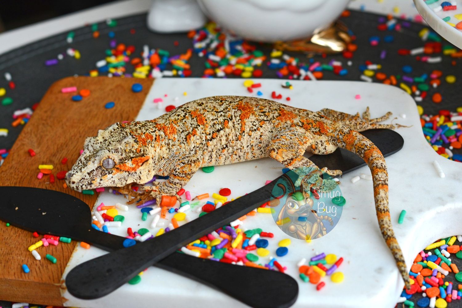"Neon Spackle" Proven Adult Male Orange Blotch Reticulated Gargoyle Gecko