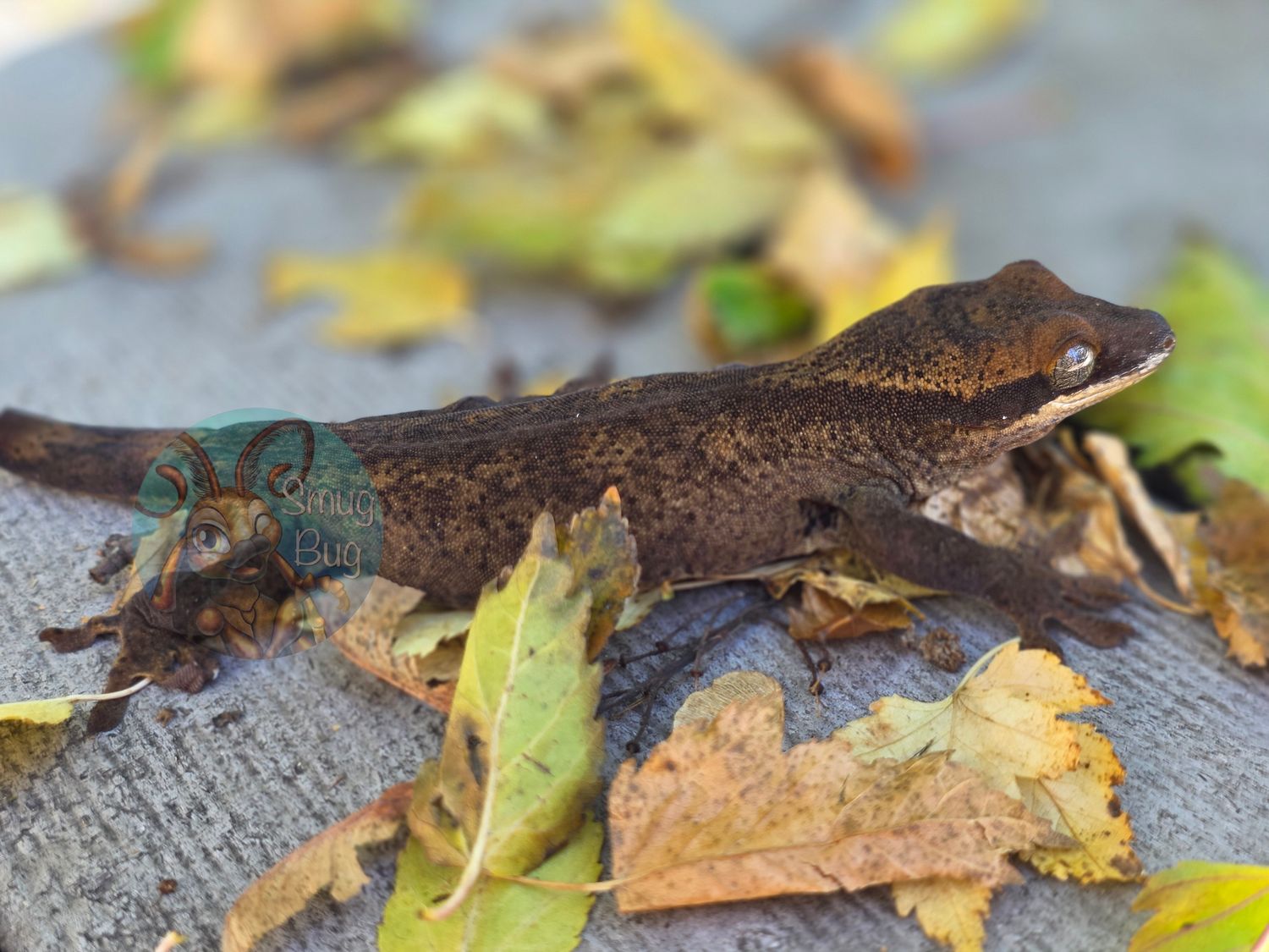 "Crested Tit" PURE juvenile female patternless sarasinorum gecko