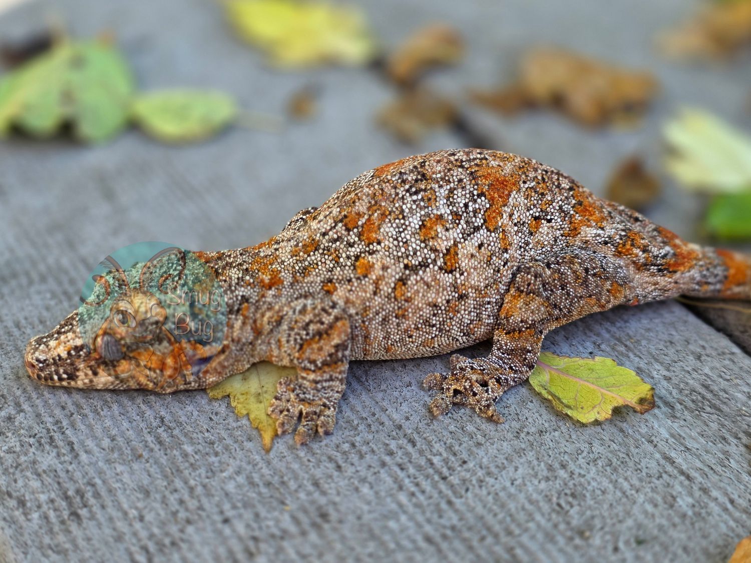 "It Rides a Pale Horse" RTB Female Reticulated High Orange Blotch Gargoyle Gecko