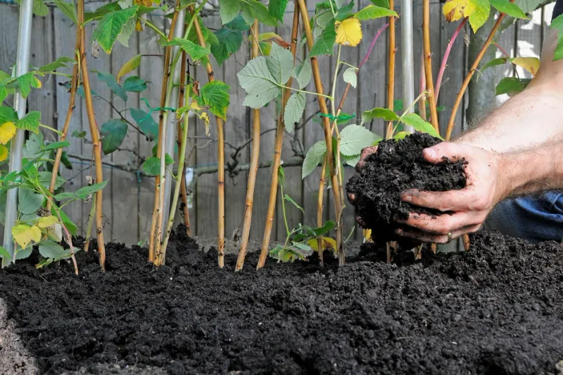 Borders &amp; Beds Compost (Peat Free)- Loose