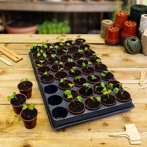 Premium Potting &amp; Planting Compost (Peat Free)
