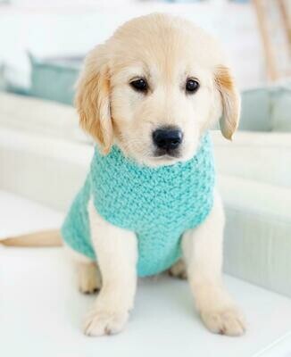 ALLA MODA CLASSIC DOG JERSEY