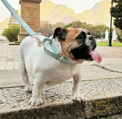 MARTINGALE COLLAR