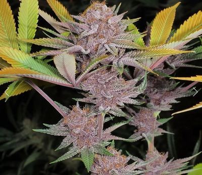 Mass Medical Strains Grape Pupil
