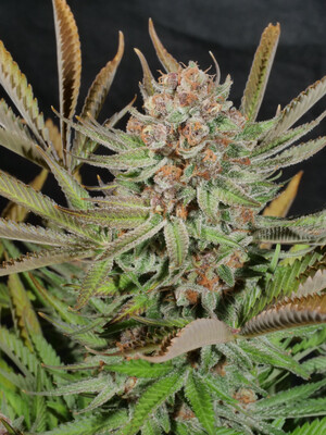 Mass Medical Strains MrE Pupil