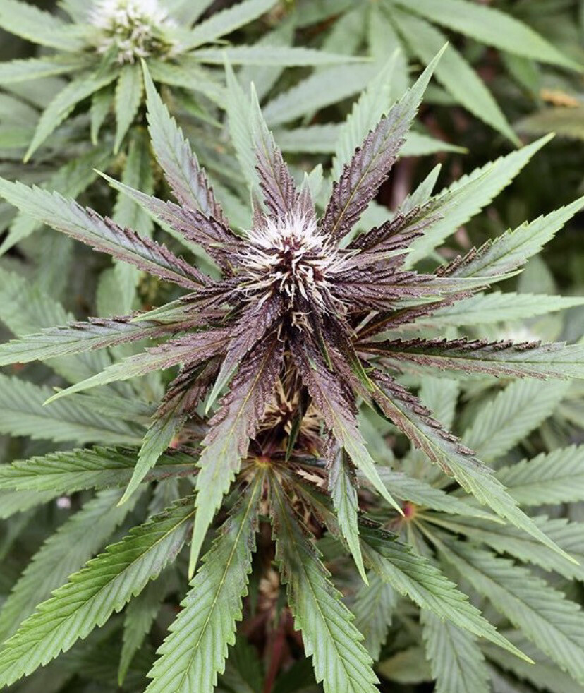Mass Medical Strains Putang S1