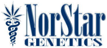 NorStar Genetics Rotten Banana