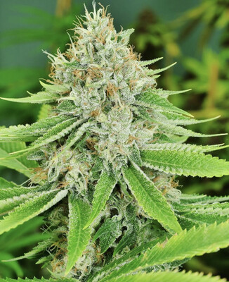 Mass Medical Strains Triangle Pupil