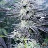 Dragons Flame Genetics Love Stash Wholesale