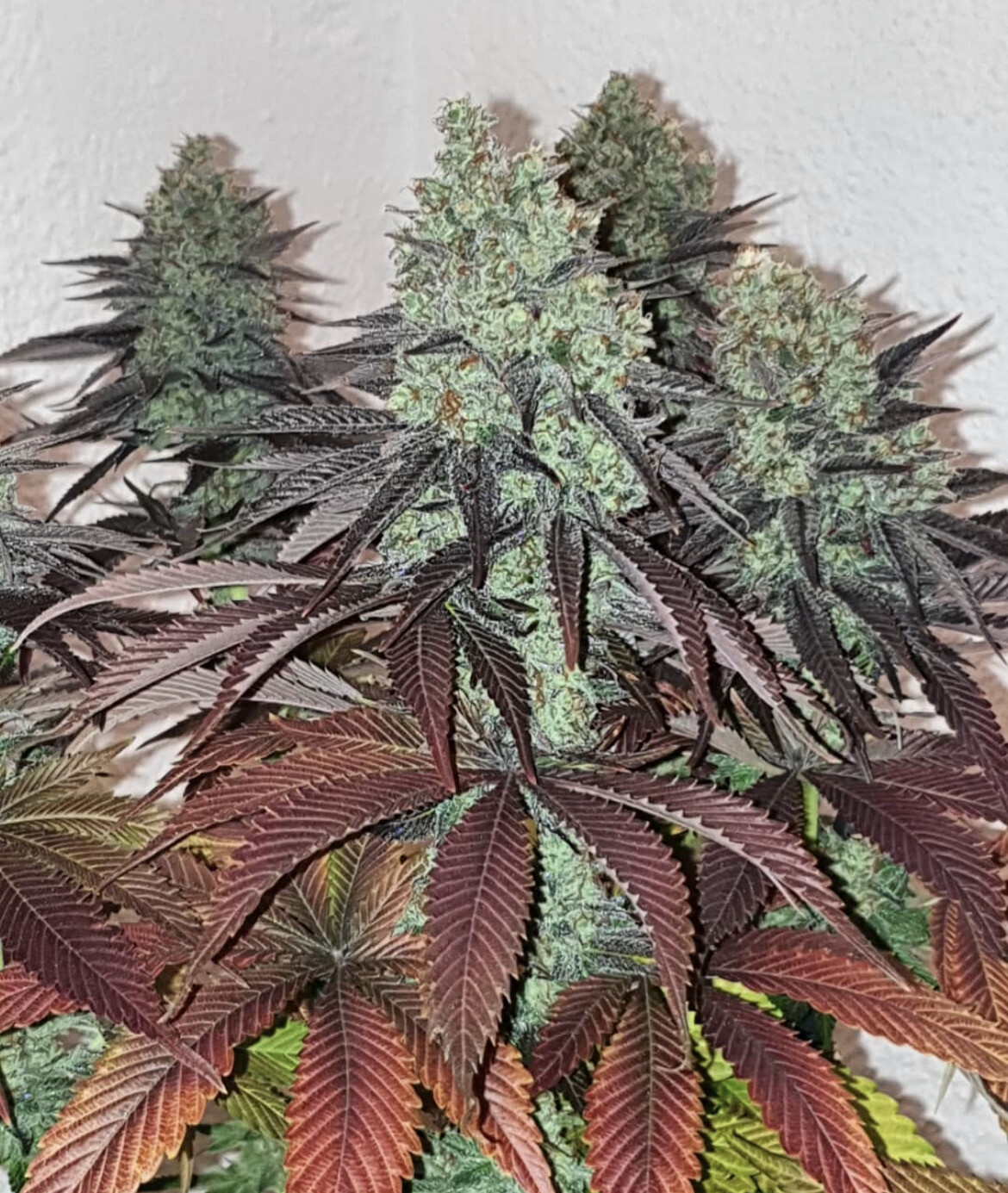 Resin Seeds Sour P