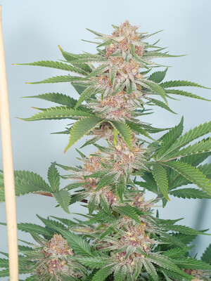 Mass Medical Strains Drippy Eye S1