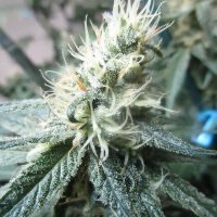 Annunaki Genetics Dutch Soda