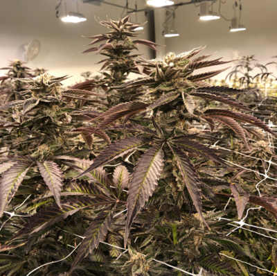 Annunaki Genetics Prism