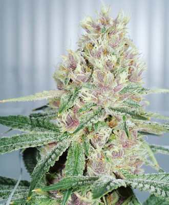 Mass Medical Strains/Middle Earth Genetics Grape LSD