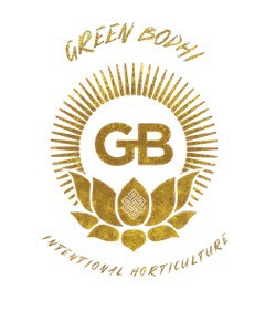 Green Bodhi Genetics Golden Pineapple X Hazy Kush