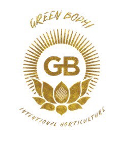 Green Bodhi Genetics Iced Lemonade X (Larry OG X Purple Unicorn F3)