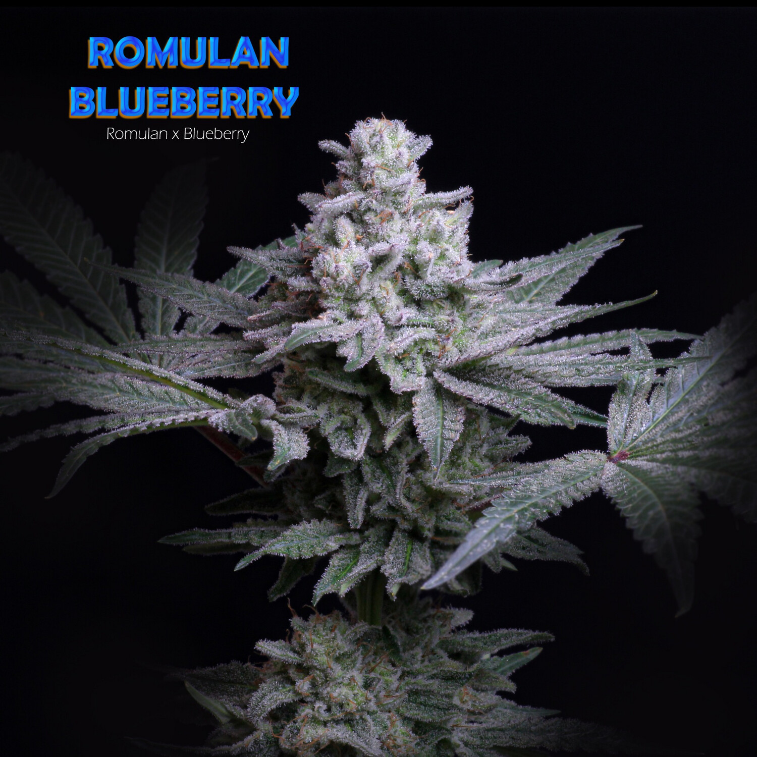 Romulan Genetics Romulan Blueberry