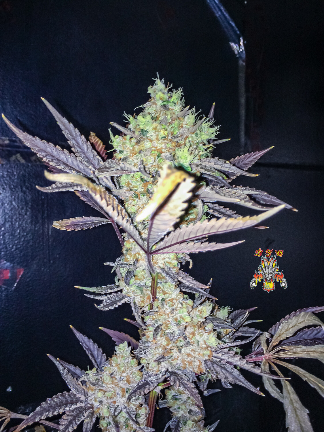 Dragons Flame Genetics Tranquil Hashplant