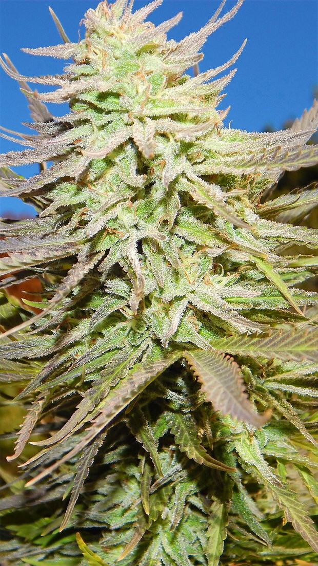 Dragons Flame Genetics Congolese Ticket
