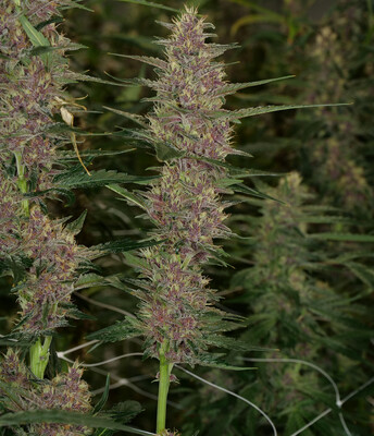 Mass Medical Strains Purple Kernel Haze