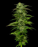 Humboldt Seed Company Dream Queen