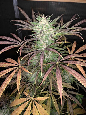 Mass Medical Strains MediPak