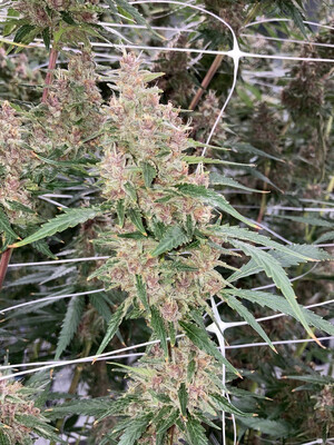 Mass Medical Strains Kernel Swabi