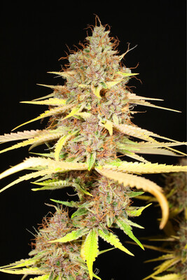 Mass Medical Strains Super Silver Pupil