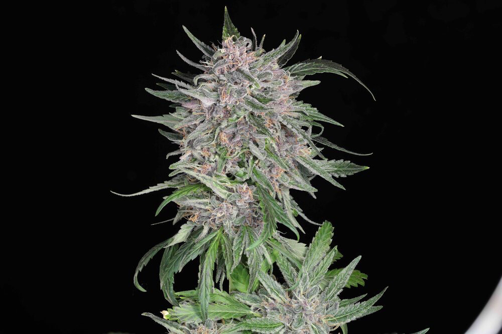 Twenty/20 Mendocino MSG AUTOFLOWER