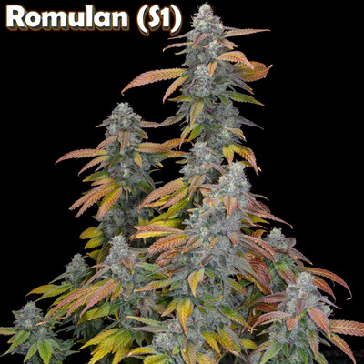 Romulan Genetics Romulan S1 Fems