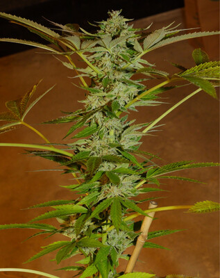 Mass Medical Strains Sour Pupil
