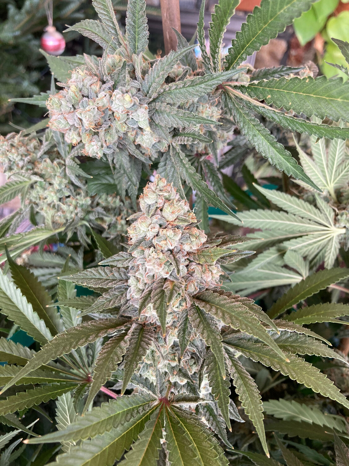Well Grown Seeds COLDS1 (Colombian D X i95 D F2 S1)