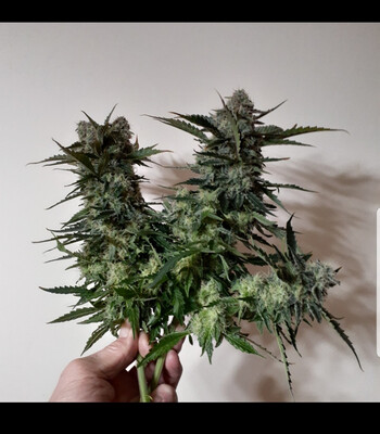 Phocas Seeds Little Sister Autoflower