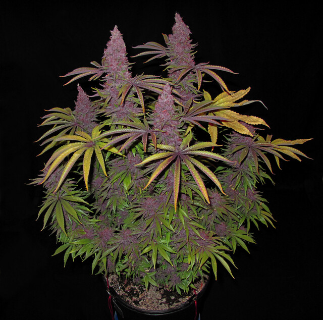Mass Medical Strains Grape Pupil V2