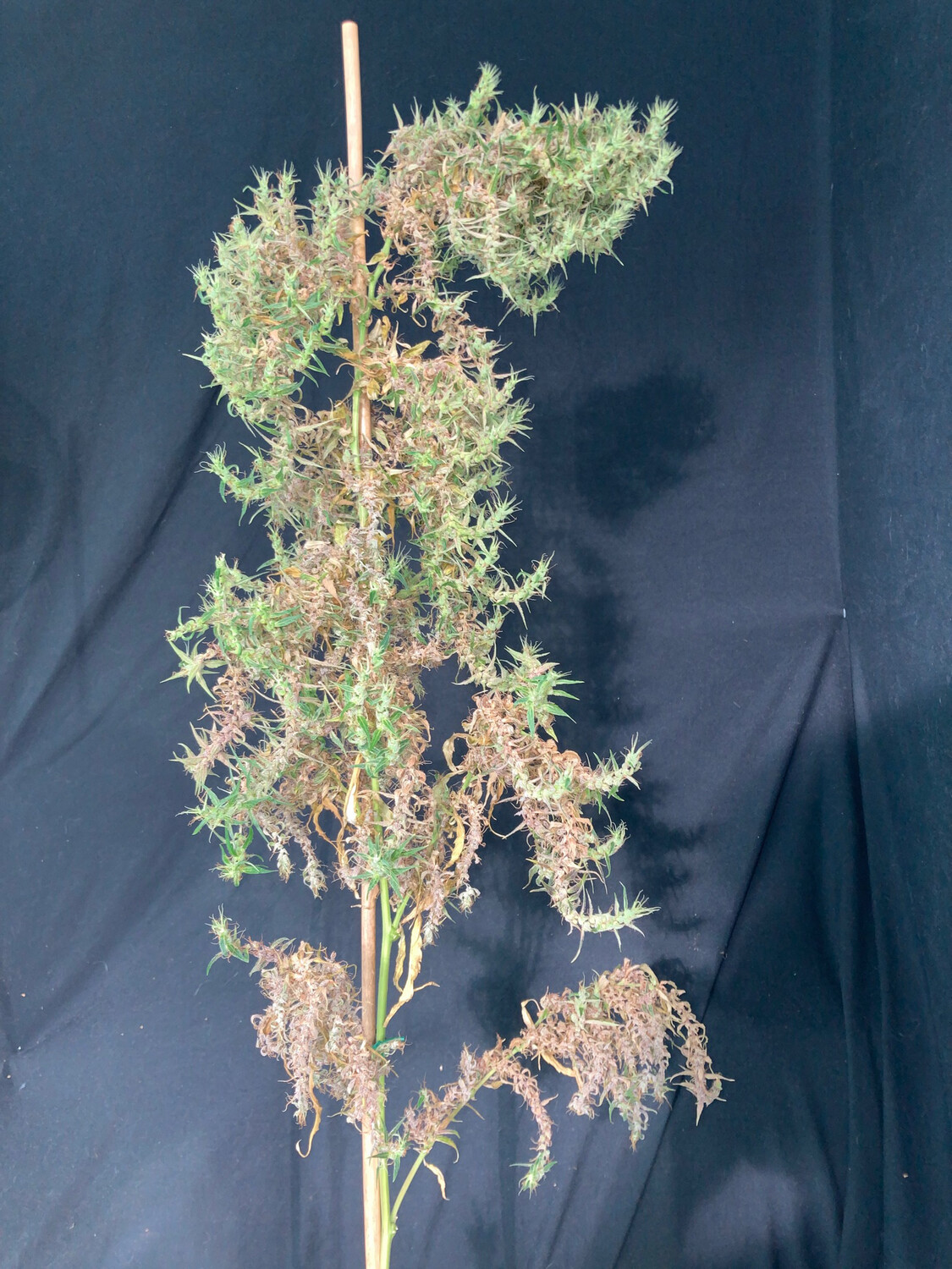 Mass Medical Strains Laos Landrace Sativa Preservation