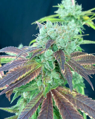 Mass Medical Strains VX1000