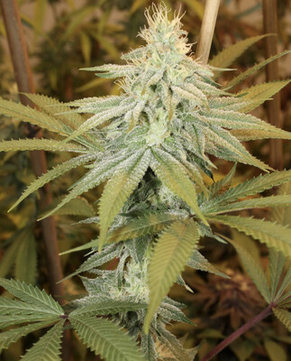 Mass Medical Strains ChemDMT
