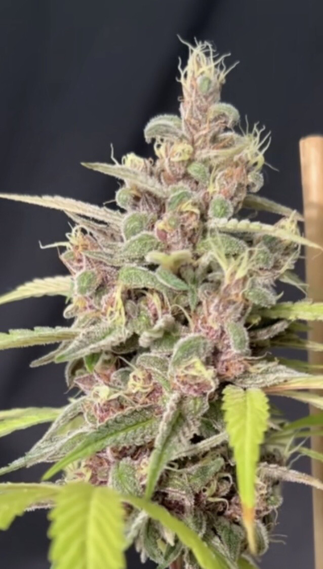 Mass Medical Strains Brain Surfing (Axle Grease x Laos)