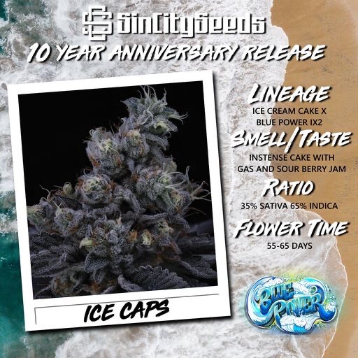 Sin City Seeds Ice Caps