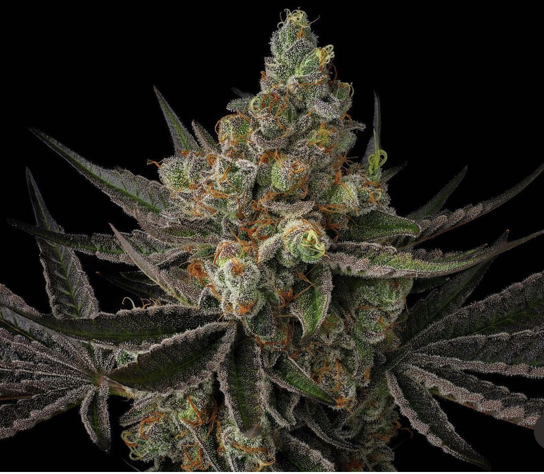 Sin City Seeds Night Wedding
