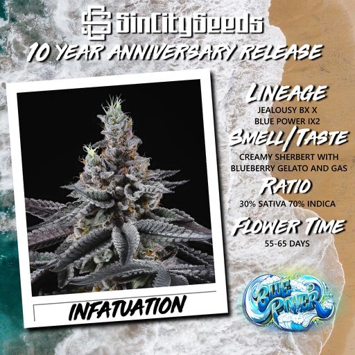 Sin City Seeds Infatuation 