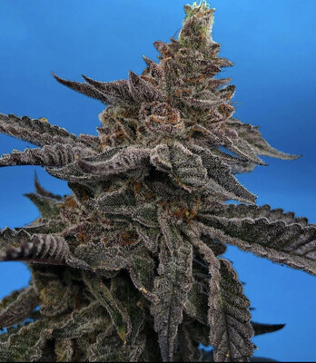 Sin City Seeds Power Nap 