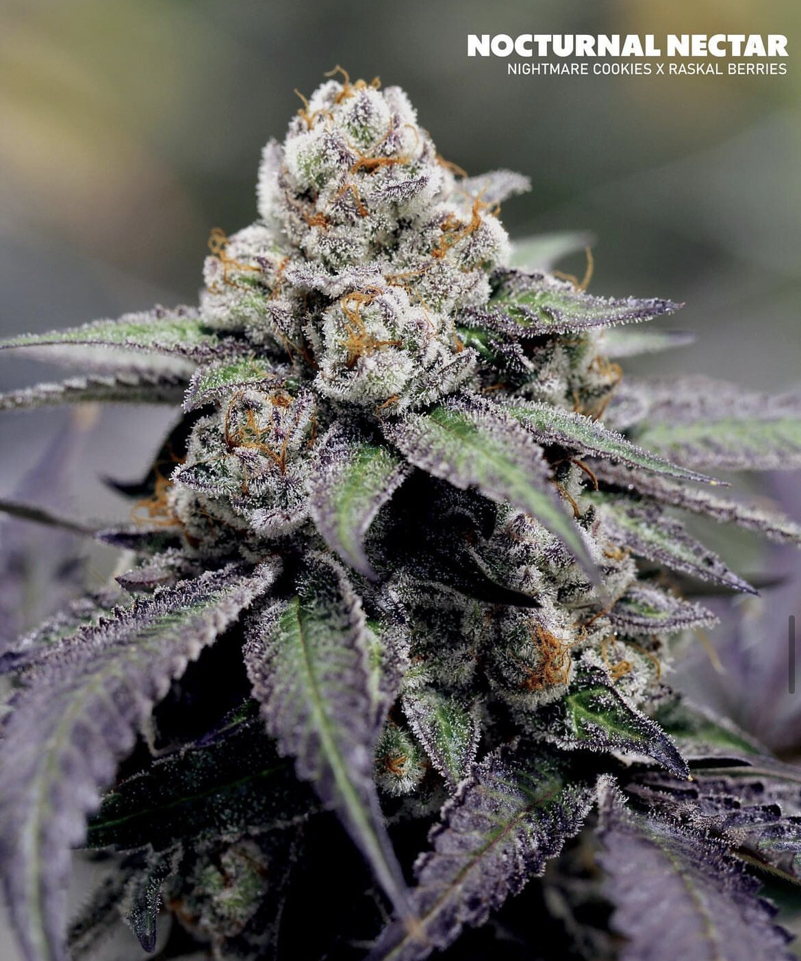 Sin City Seeds Nocturnal Nectar