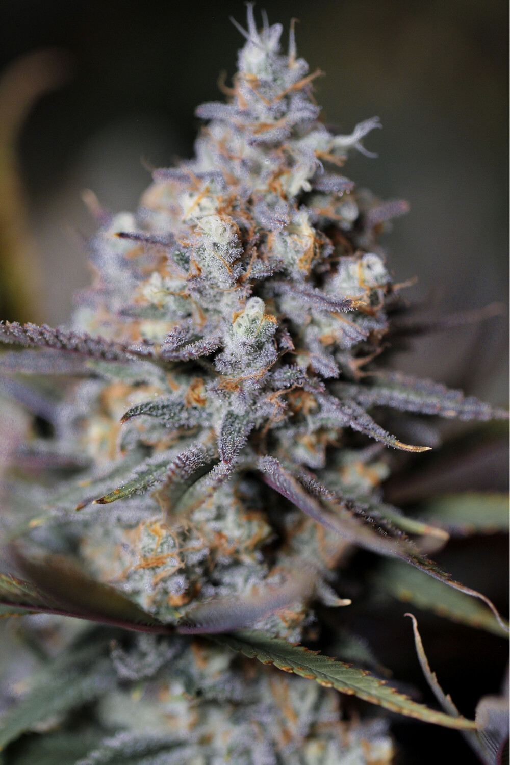 Sin City Seeds Tangerine SinMint