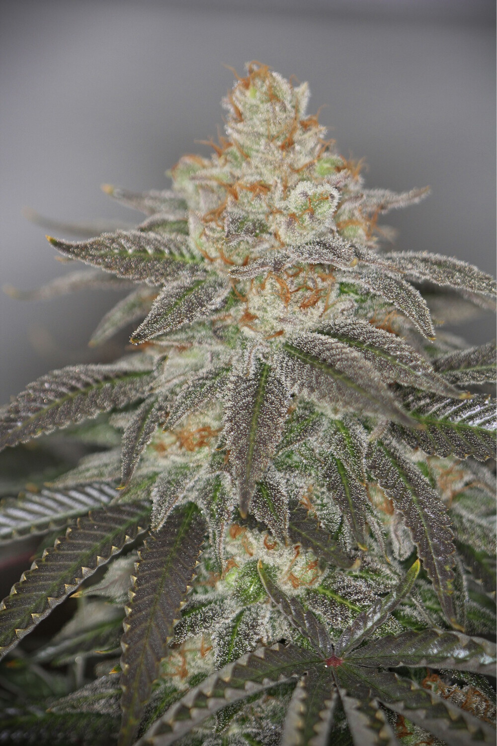 Sin City Seeds Luxor