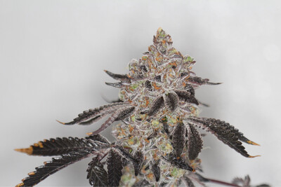 Sin City Seeds Forbidden Mints