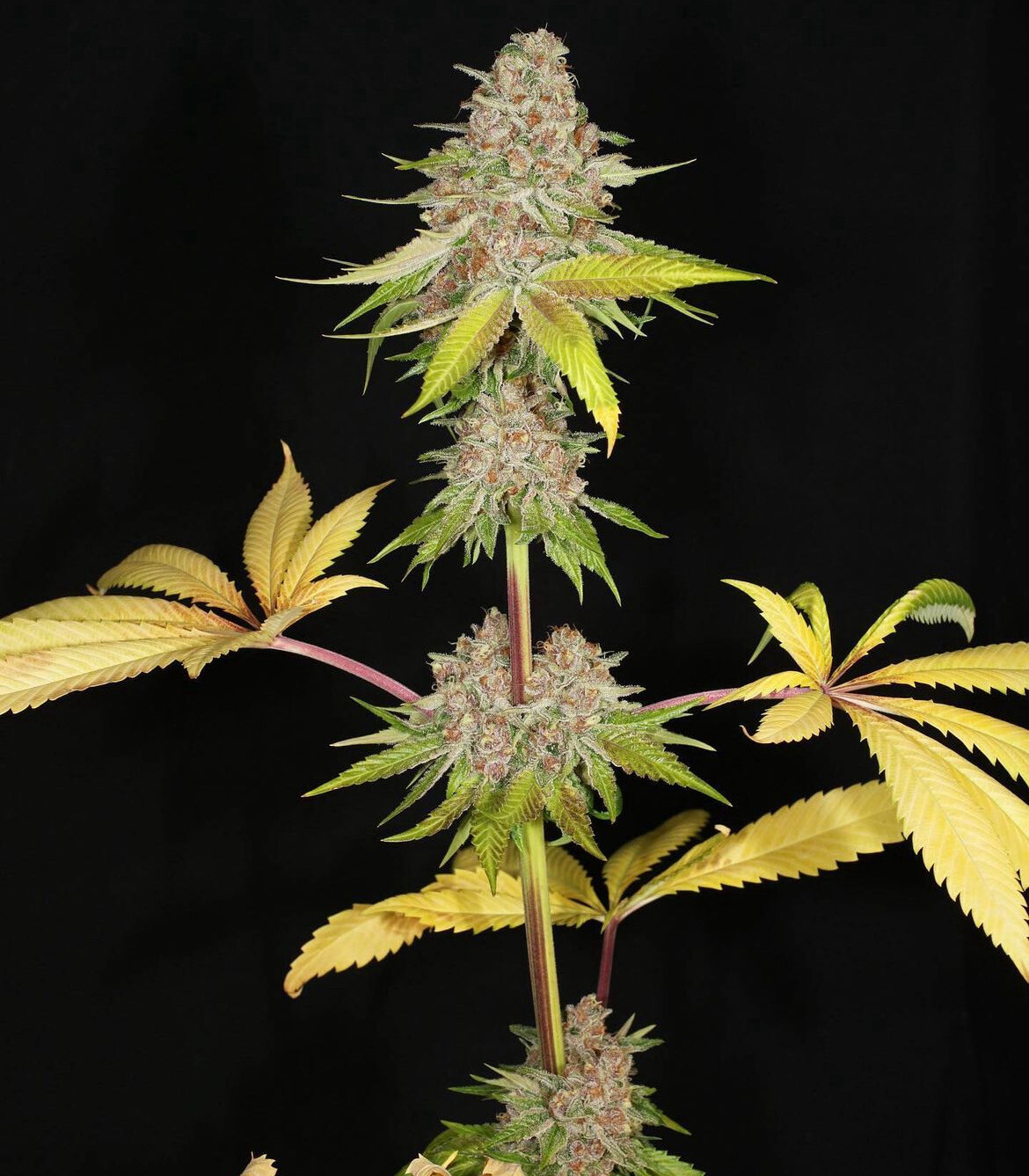 Mass Medical Strains Innervision 